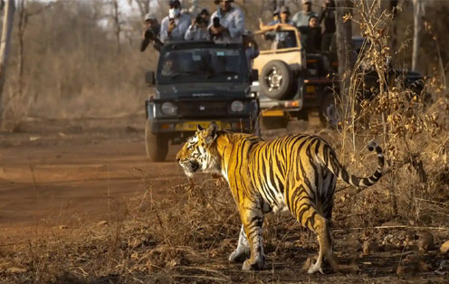 kanha national park