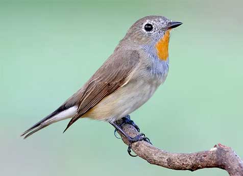 bird watching kanha