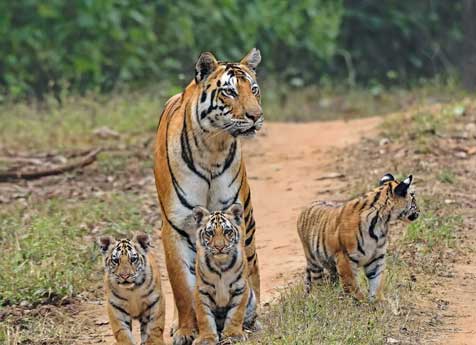 kanha-tiger