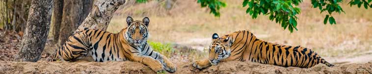 kanha-tigers