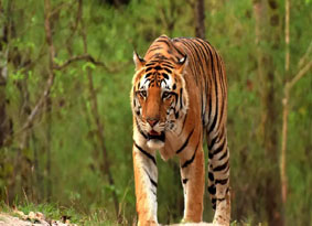 kanha tour