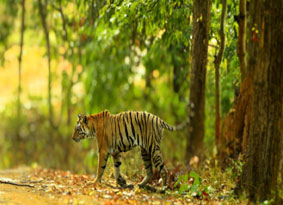 kanha safari zones