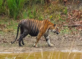 kanha safari zones