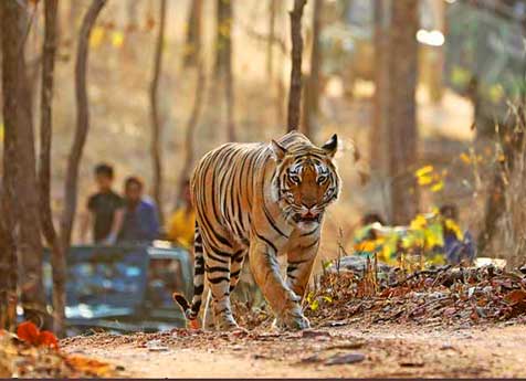 online safari kanha