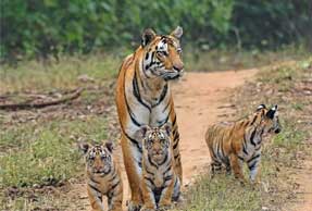 tours-kanha